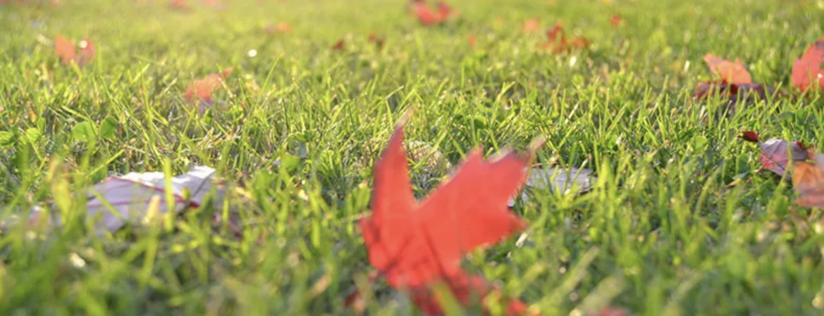 Tuin Winterklaar Maken - Bloombak.nl - Hoe Winterklaar Maken Van Tui