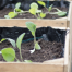 moestuin beginnen voor beginners