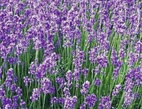 Buitenplant van de maand – de lavendel
