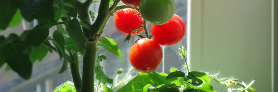 tomatenplant verzorgen