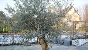 olijfboom kopen
